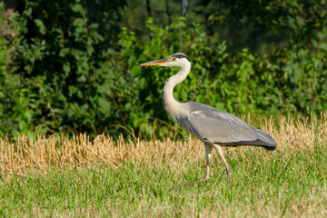 grey heron in the field on sunny summer evening