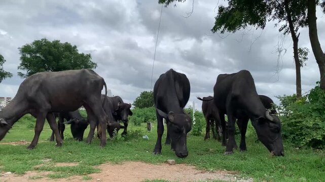 buffalo eating grass in farmfield