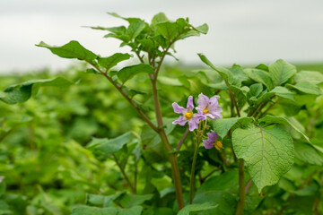 Gros plan fleur dans un champs de pommes de terre
