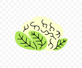 Cabbage, cauliflower and cole, graphic design. Vegetables, fruit, market garden, food and meal, vector design and illustration