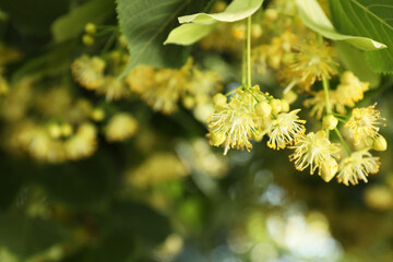 Beautiful linden tree with blossoms and green leaves outdoors, closeup. Space for text