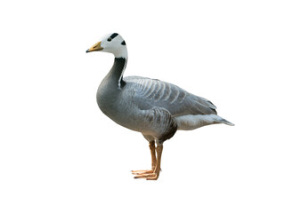 Anser indicus goose isolated on white background