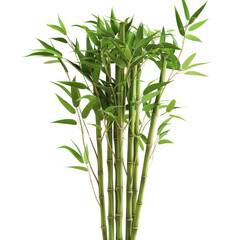 A vibrant bamboo plant with lush green leaves, symbolizing nature and tranquility, perfect for home decor and landscaping projects.