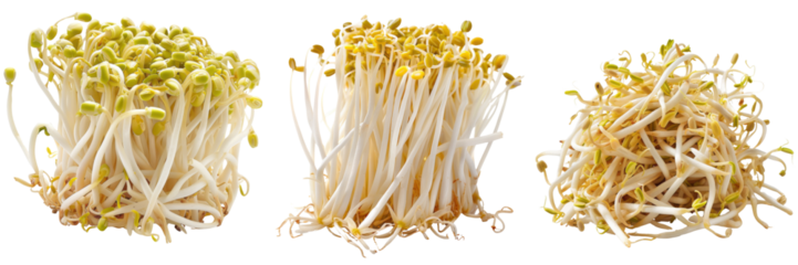 Fresh bean sprouts displayed in a row, showcasing vibrant colors and textures, ideal for healthy cooking and food presentations.