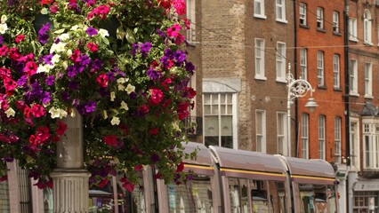 Fototapeta premium Harcourt Street, Dublin. Flowers and with Terraced Georgian buildings and tram