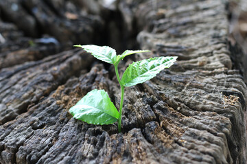 plants are started emerging in abundance on the crack of the remains stumps.