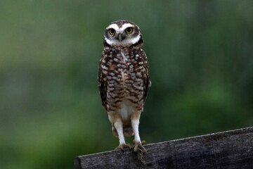Coruja buraqueira em belíssimo registro em Ponta Negra - Maricá - RJ 