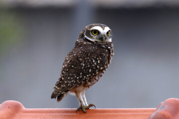 Coruja buraqueira em belíssimo registro em Ponta Negra - Maricá - RJ 