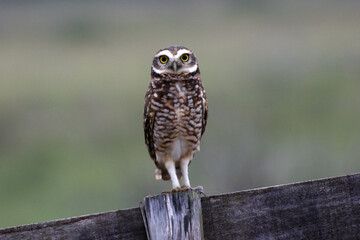 Coruja buraqueira em belíssimo registro em Ponta Negra - Maricá - RJ 