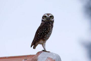 Coruja buraqueira em belíssimo registro em Ponta Negra - Maricá - RJ 