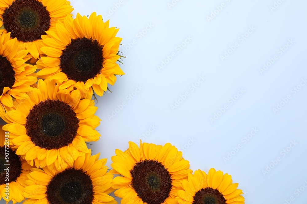 Wall mural sunflower heads on light grey background, flat lay. space for text