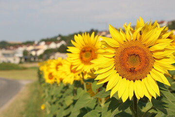 Fototapeta premium Sunflowers with green leaves outdoors