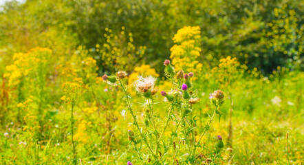 Wild flowers in scenic nature in sunlight in summer, Almere, Flevoland, The Netherlands, August 2, 2024