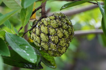 custard apple