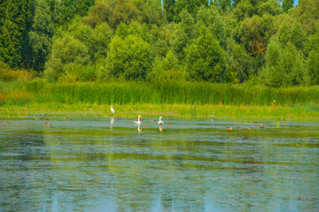 The edge of a lake with reed and wild flowers in summer, at sunrise,  Almere, Flevoland, The Netherlands, August 2, 2024