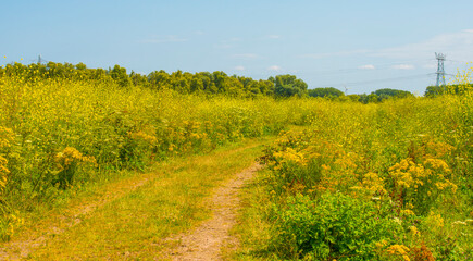 Wild flowers in scenic nature in sunlight in summer, Almere, Flevoland, The Netherlands, August 2, 2024