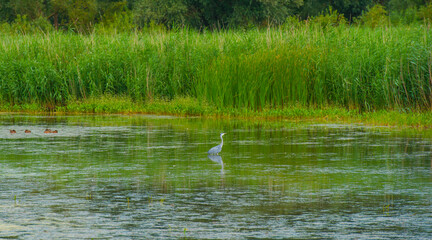 The edge of a lake with reed and wild flowers in summer, at sunrise,  Almere, Flevoland, The Netherlands, August 2, 2024