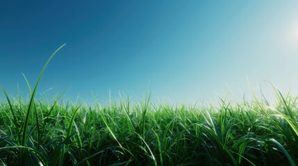 Obraz premium A field of grass with a clear blue sky above
