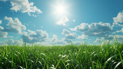 A field of grass with a bright sun shining down on it
