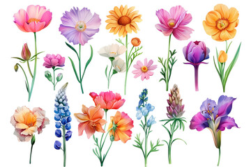 Naklejka premium Wild flowers isolated on white background.