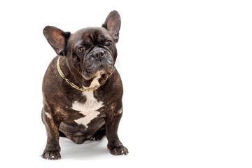 Portrait of a French bulldog close-up on a white background