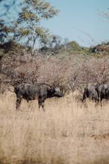 Vertical shot of a small herd of African buffaloes grazing in the Savannah on a sunny day in Namibia