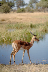 Vertical shot of an impala antelope stands by river in grass field on a sunny day in Namibia