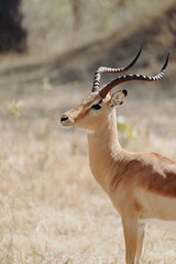 Closeup vertical shot of an impala antelope standing in a dry grassland on a sunny day in Namibia