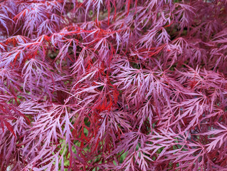 tree bush plant red color
