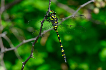 Sombre goldenring // Gestreifte Quelljungfer (Cordulegaster bidentata)