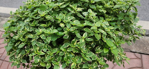 Chinese violets have bright green leaves speckled with soft white at the edges. Planted in gardens with brown tiled walkways. Asystasia gangetica (L.) Anderson 'Variegata' is suitable for garden decor