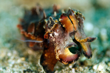 Close-up of a Flamboyant Cuttlefish (Metasepia pfefferi). Ambon, Indonesia