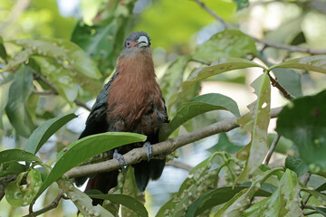A young chestnut-breasted malkoha is resting in the bushes. This beautifully colored bird has the scientific name Phaenicophaeus curvirostris.