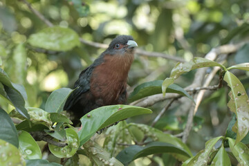 A young chestnut-breasted malkoha is resting in the bushes. This beautifully colored bird has the scientific name Phaenicophaeus curvirostris.