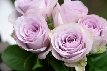 紫色の薔薇