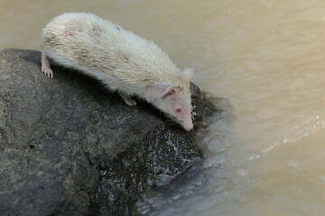 The appearance of a young hedgehog is dashing and dignified. This mammal has the scientific name Atelerix albiventris.