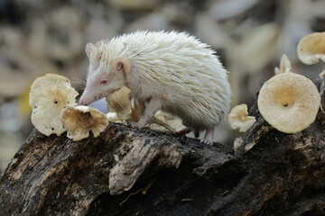 A young hedgehog is hunting for termites on a rotting tree trunk overgrown with fungus. This mammal has the scientific name Atelerix albiventris.