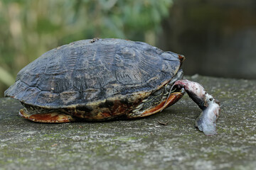 An adult red-eared slider tortoise preys on a catfish on the riverbank. This reptile has the scientific name Trachemys scripta elegans.