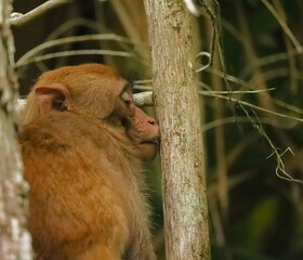 Rhesus Macaque Monkey Kissing Resting in a Tree
