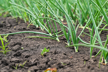 Green onion leaves. onions grow in rows in the garden