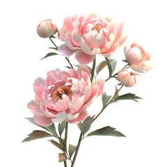 beautiful peony flowers on white background render