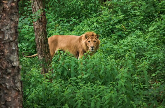 The male liliger searching something in the grass,Russian Far East, Primorsky kray