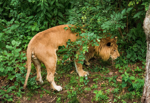 The male liliger searching something in the grass,Russian Far East, Primorsky kray