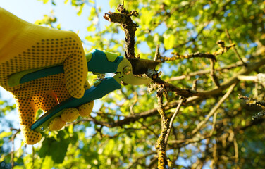 Trimming tree branches with scissors. Gardener cuts branches on old tree with Handheld Pruning...