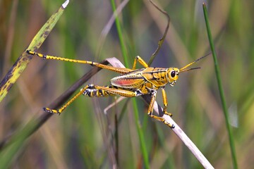 grasshopper on the grass