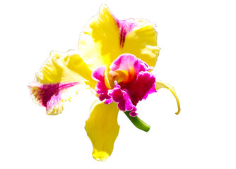 Close-up of single light yellow, white cattleya orchid flower isolated on cut out PNG or transparent background. Spread from Costa Rica to Argentina. Genus of flowering plants in orchid family.
