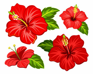 Red Stunning Hibiscus Flower on White Background: A Botanical Delight