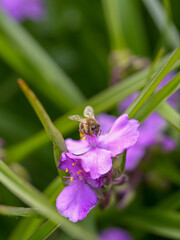 bee on a flower