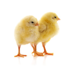 Two yellow chickens.