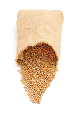Wheat is spilled out of the sack.